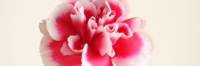 carnation_002_2.jpg